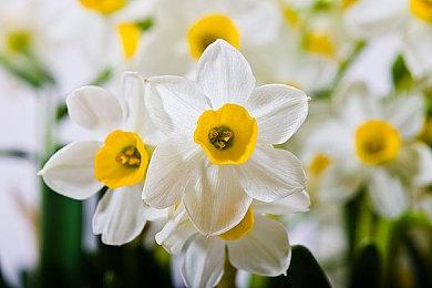 《街头霸王6》确定联动2025年世界田径锦标赛